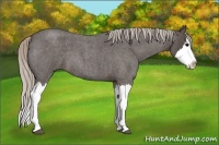Horse Color:Silver Blue Roan Splash 