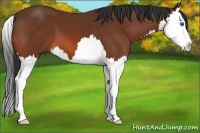 Horse Color:Bay Splash 