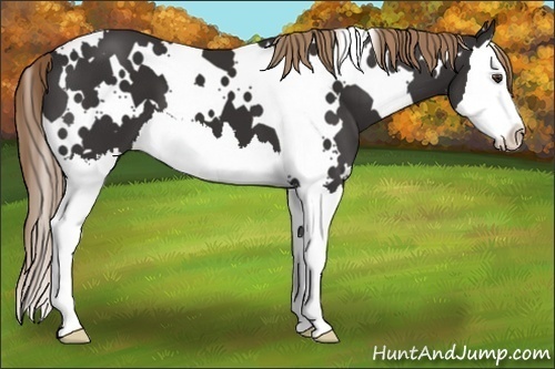 Horse Color:White Spotted Liver Chestnut Splash