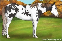 Horse Color:White Spotted Liver Chestnut Splash