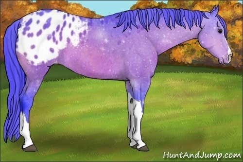 Horse Color:Watercolor Bay Appaloosa 