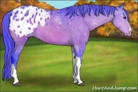 Horse Color:Watercolor Bay Appaloosa 