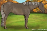 Horse Color:Chocolate Palomino 