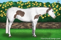 Horse Color:Silver Black Splash Tobiano 