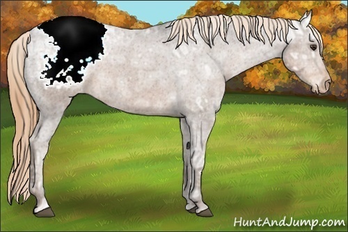 Horse Color:Liver Red Ice Roan Varnish