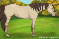 Horse Color:Classic Champagne Dun 