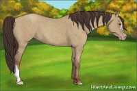 Horse Color:Classic Champagne Dun 