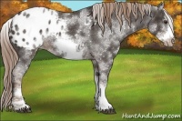 Horse Color:White Spotted Liver Chestnut Sabino Frame Appaloosa