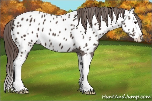 Horse Color:Liver Chestnut Sabino Splash Near Leopard