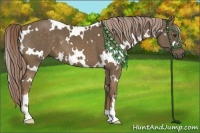 Horse Color:White Spotted Chocolate Palomino