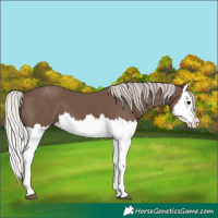 Horse Color:Silver Black Splash