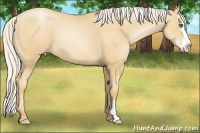 Horse Color:Silver Amber Champagne Pearl Splash Frame 