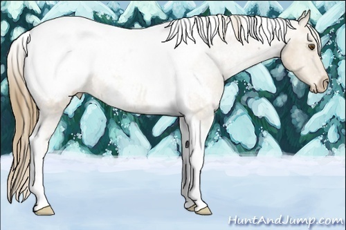 Horse Color:Buckskin Roan Tobiano Near Fewspot 