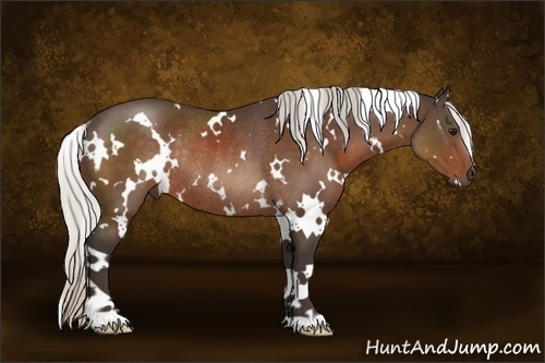 Horse Color:White Spotted Silver Bay Rabicano 