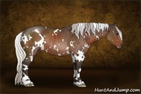 Horse Color:White Spotted Silver Bay Rabicano