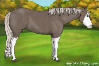 Horse Color:Silver Black Splash