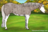Horse Color:Silver Blue Roan Splash