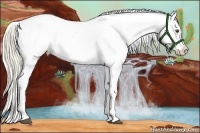 Horse Color:Palomino Roan Dun Splash Frame Appaloosa Rabicano 