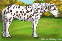 Horse Color:Bay Appaloosa 