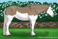 Horse Color:Silver Grullo Splash