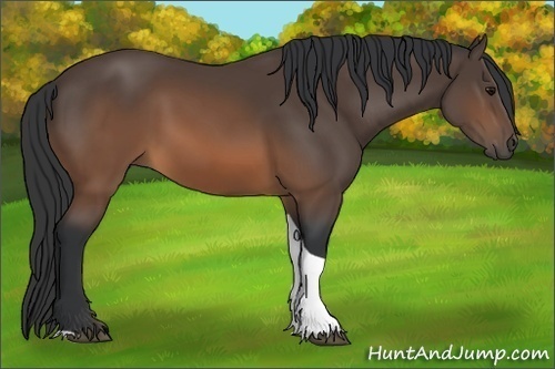 Horse Color:Brown Sabino Tobiano 