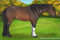 Horse Color:Brown Sabino Tobiano