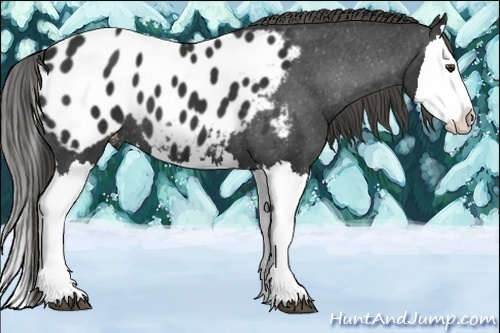 Horse Color:Liver Chestnut Splash Appaloosa 