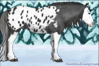 Horse Color:Liver Chestnut Splash Appaloosa 