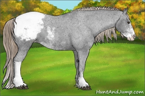 Horse Color:Liver Chestnut Sabino Snowcap 