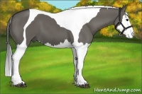 Horse Color:Grullo Splash Tobiano 