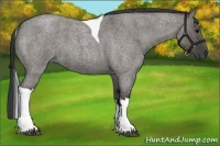 Horse Color:Grullo Roan Tobiano