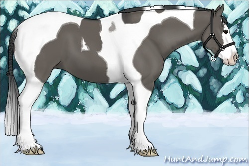Horse Color:Grullo Splash Tobiano