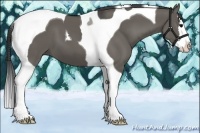 Horse Color:Grullo Splash Tobiano 