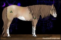 Horse Color:Black Pearl Sabino Rabicano