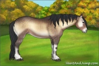 Horse Color:Bay Onyx Sabino 