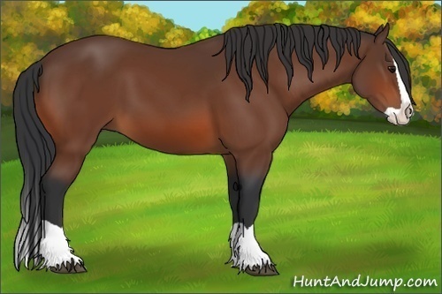 Horse Color:Bay Splash