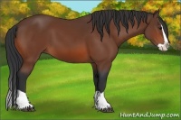 Horse Color:Bay Splash 