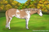 Horse Color:Chestnut Sabino Splash