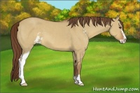 Horse Color:Red Dun Sabino