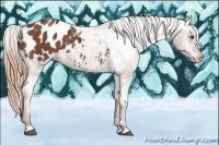 Horse Color:Chestnut Blanket 