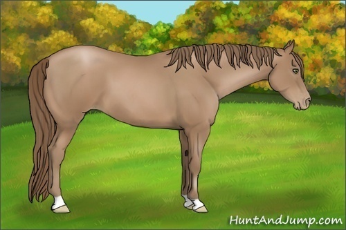 Horse Color:Black Pearl
