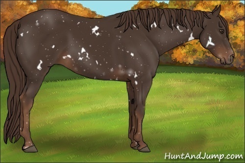 Horse Color:White Spotted Liver Chestnut 