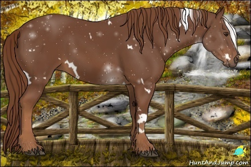 Horse Color:White Spotted Chestnut 