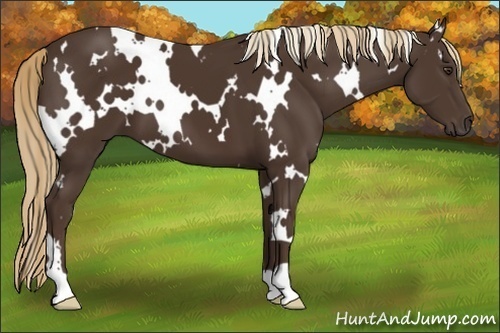 Horse Color:White Spotted Liver Chestnut