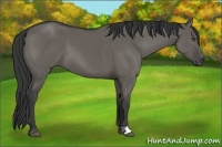 Horse Color:Grullo