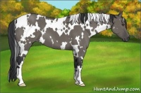 Horse Color:White Spotted Grullo