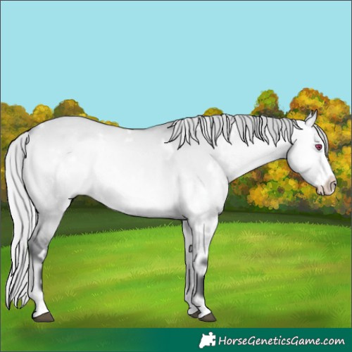 Horse Color:White Spotted Silver Bay Chinchilla Onyx Frame 