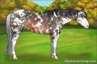 Horse Color:Brown Sabino Appaloosa