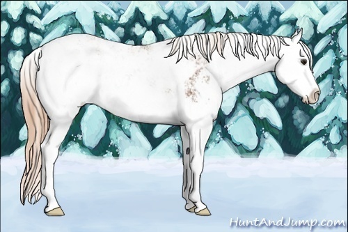 Horse Color:Chestnut Sabino Splash 