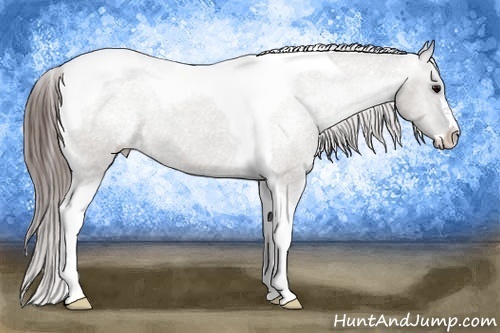 Horse Color:Grullo Sabino Tobiano Varnish